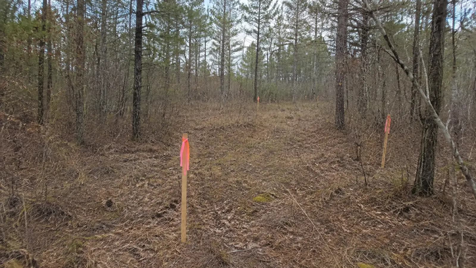 A wooded lot with survey stakes in the ground, before anything has been cleared or built.